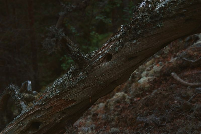 Sammaloitunut kaatunut puu metsässä